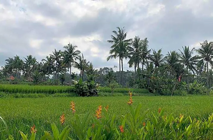 Hotel Adi Laxmi Ubud 3br 5*