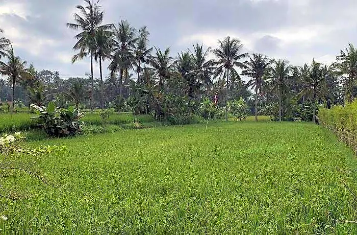 Adi Laxmi Ubud 3br Pejeng