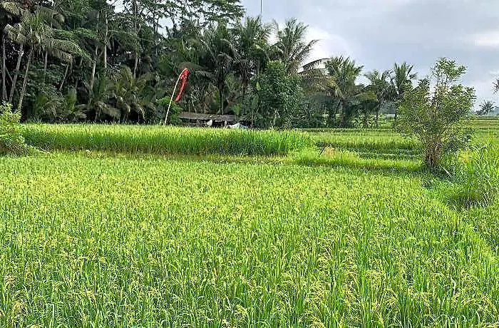 Hotel Adi Laxmi Ubud 3br